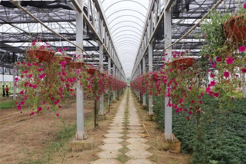 園藝場添彩城區 60萬株精品花卉繪就綠水青山畫卷