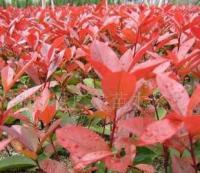 出售彩色花卉紅葉石楠綠化工程苗20厘米高1.4元_農(nóng)副產(chǎn)品_世界工廠網(wǎng)中國產(chǎn)品信息庫