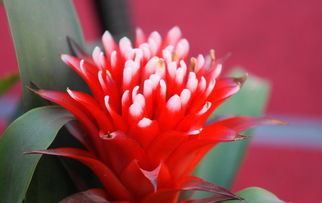 花間拾韻 芬芳世界中的詩意與深思